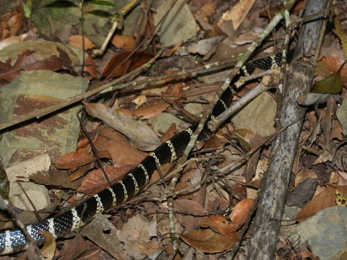 Many-banded Krait