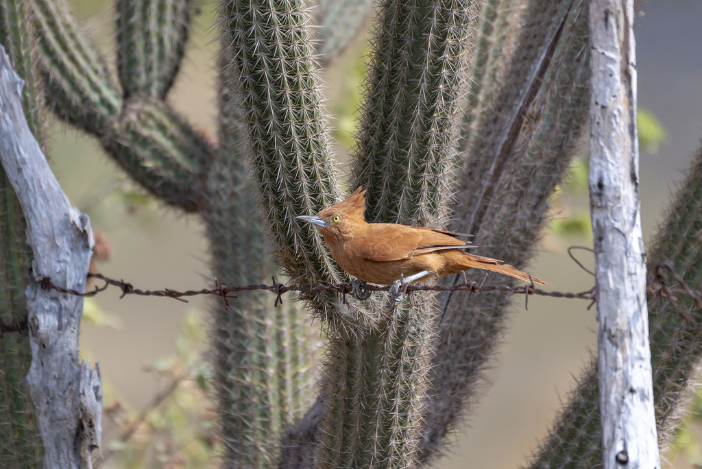 Caatinga Cacholote photo