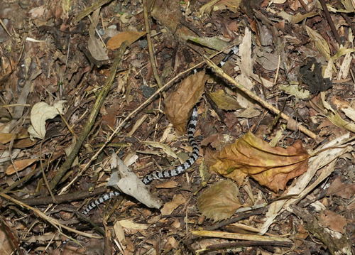 Formosa Wolf Snake