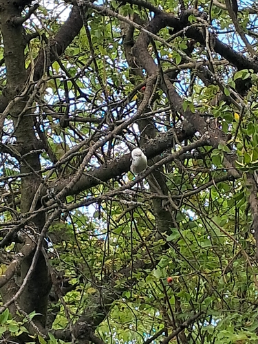 Long-tailed Tit