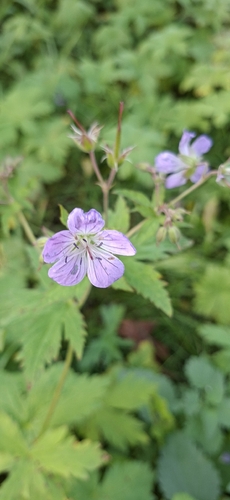 wood crane's-bill