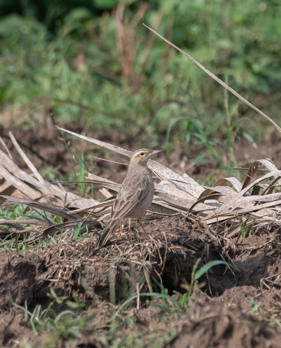 Long-billed Pipit