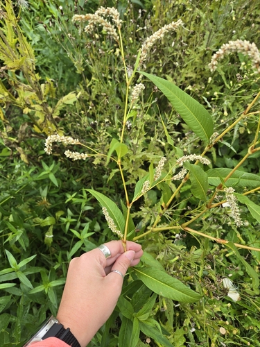 pale smartweed