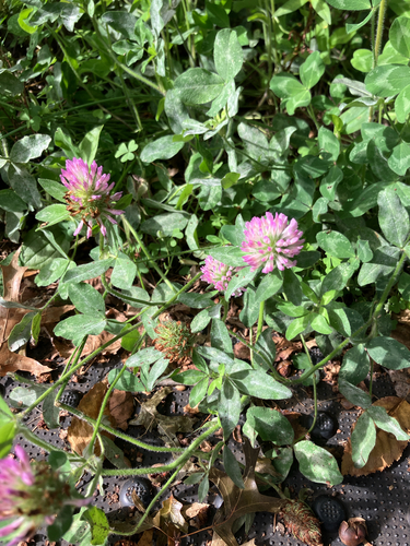 Red Clover