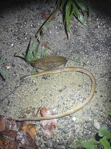Long-tailed Ringneck