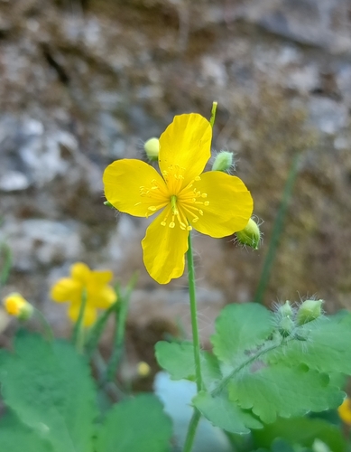 Greater celandine