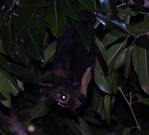 Spectacled Flying-fox