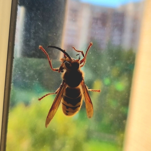 European Hornet