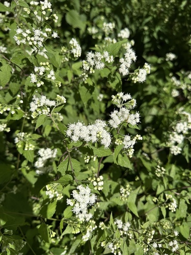 white snakeroot