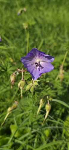 Meadow Crane's-bill