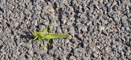 Great Green Bush-cricket