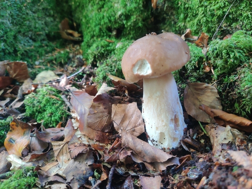 King Bolete