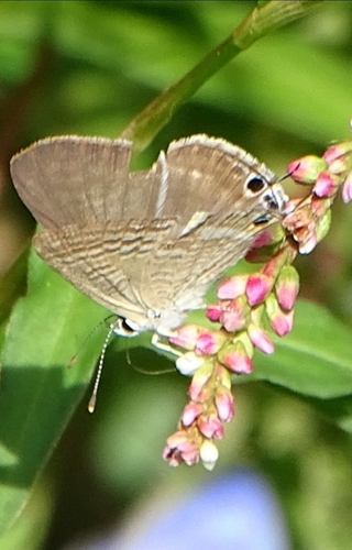 Pea Blue
