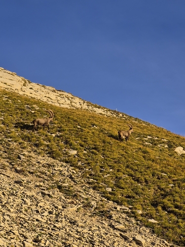 Alpine Ibex