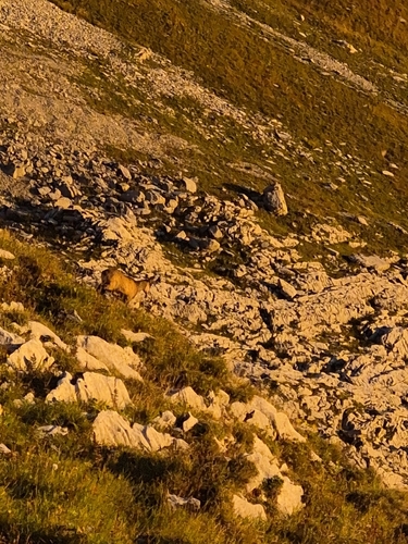 Northern Chamois