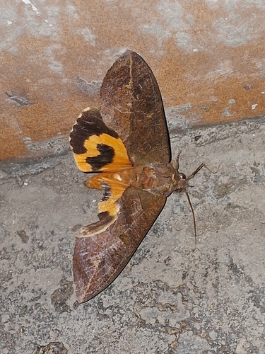 Common Fruit-piercing Moth