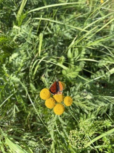 Small Copper