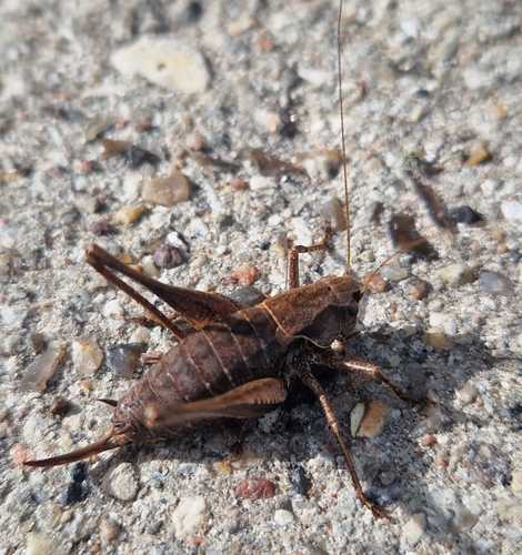 Dark Bush-cricket