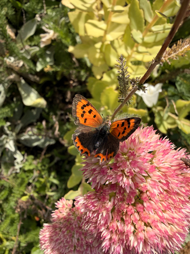 Small Copper