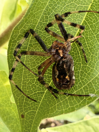 Wasp Spider