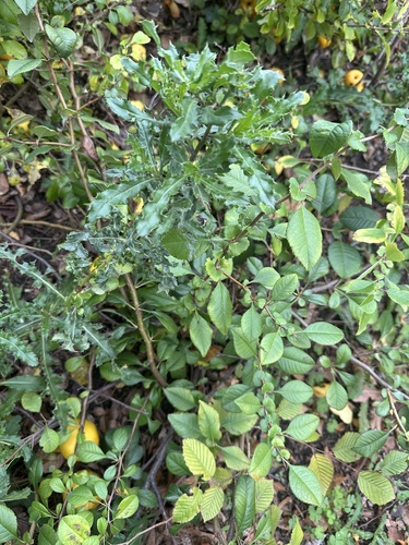 creeping thistle