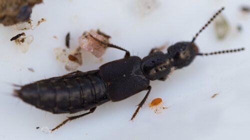 Seaweed rove beetle