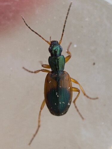 Anchomenus dorsalis