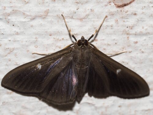 Box Tree Moth
