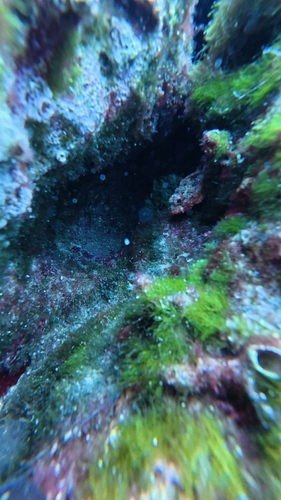 Small Red Scorpionfish