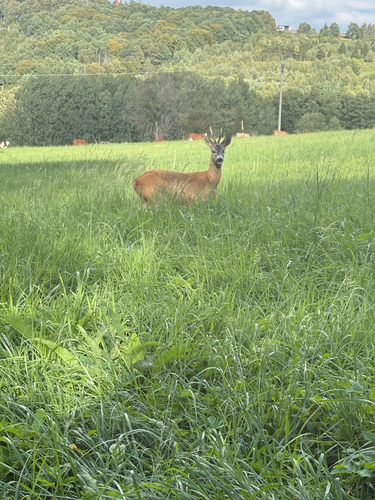 Western Roe Deer