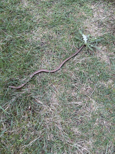Common Slowworm