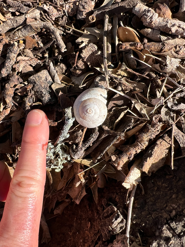 Milk Snail