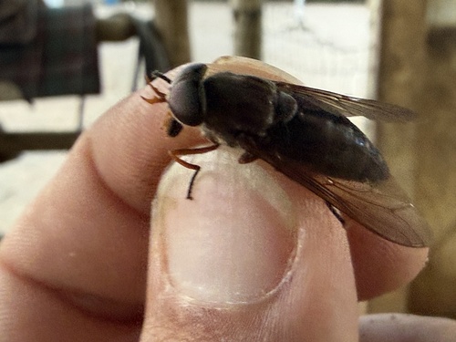 Devoted Horse Fly