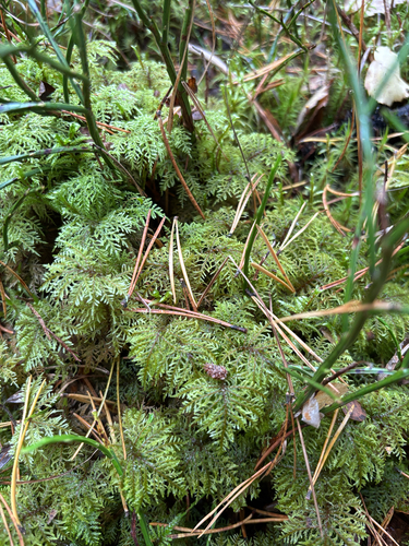 stairstep moss