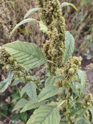 Redroot Amaranth