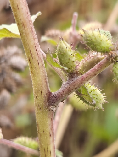rough cocklebur