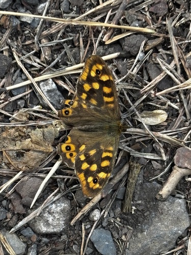 Speckled Wood