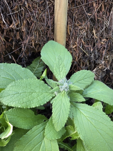 Borage