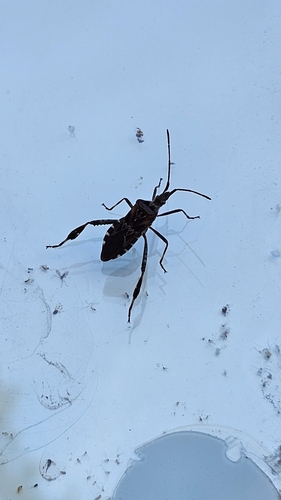 Western Conifer Seed Bug