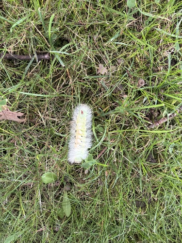 Pale Tussock Moth