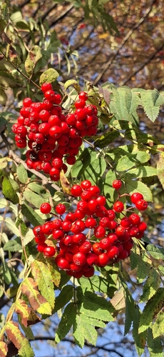European mountain ash