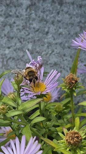 Common Drone Fly