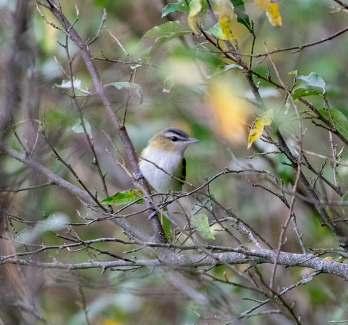 Red-eyed Vireo