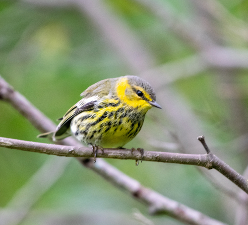 Cape May Warbler
