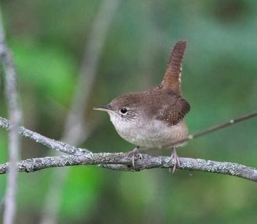 Northern House Wren