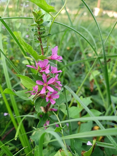 purple loosestrife
