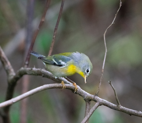Northern Parula