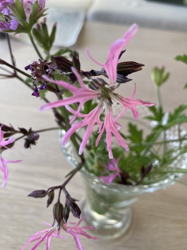 ragged-robin