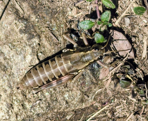 Common Mountain Grasshopper