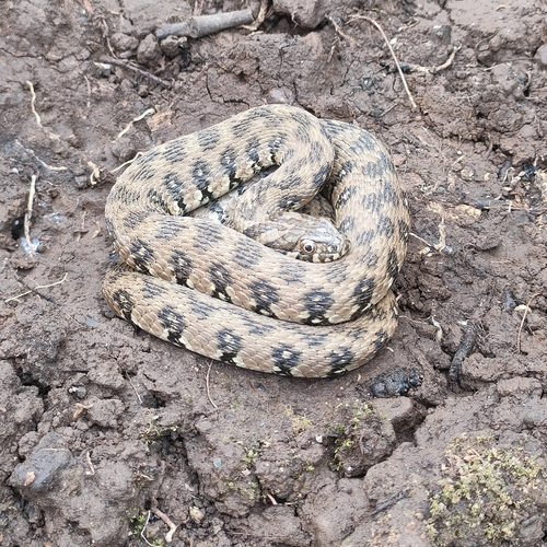 Viperine Snake